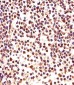 PCNA Antibody (C-term) [Knockout Validated]